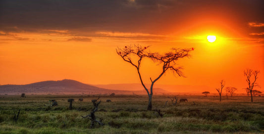 Coffee Origins: Tanzania
