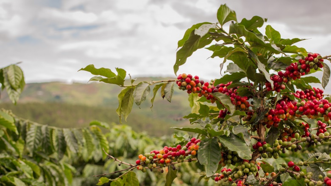 Coffee Origins: Ethiopia