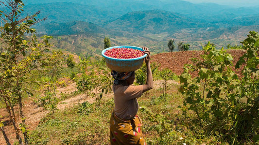 Coffee farming in Rwanda