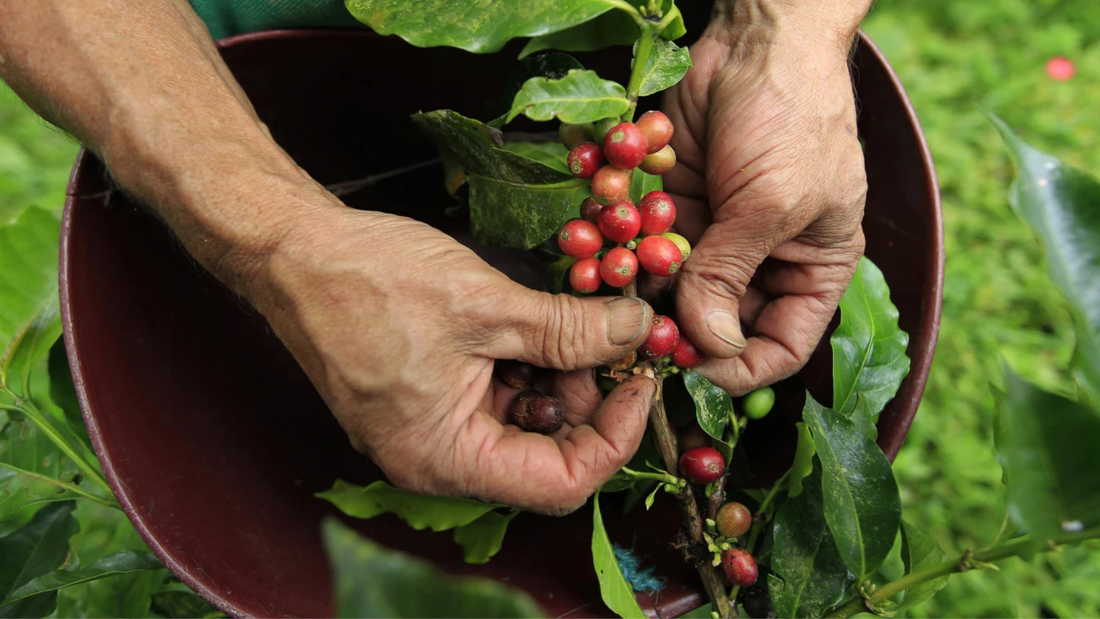 Coffee Origin - Colombia